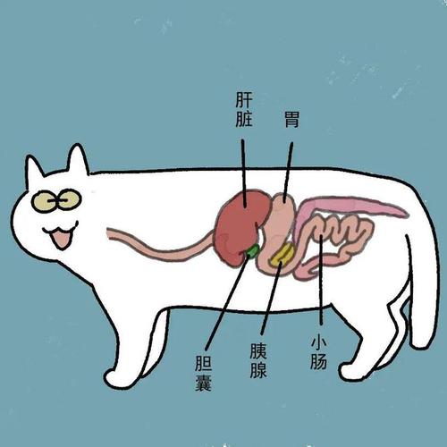 猫咪肝炎不会传染给人类