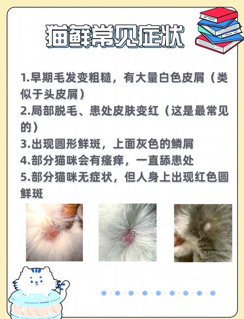 揭秘猫咪鼻头肉垫发白的神秘原因