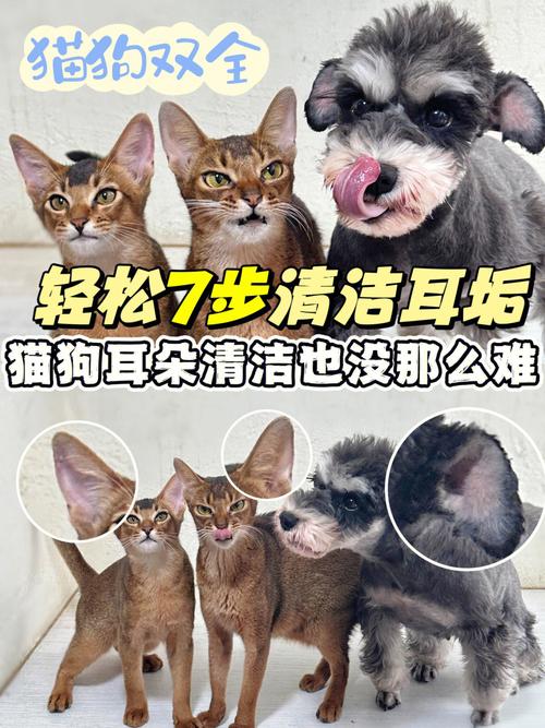 妙招轻松治耳螨，猫咪耳朵健康从这里开始