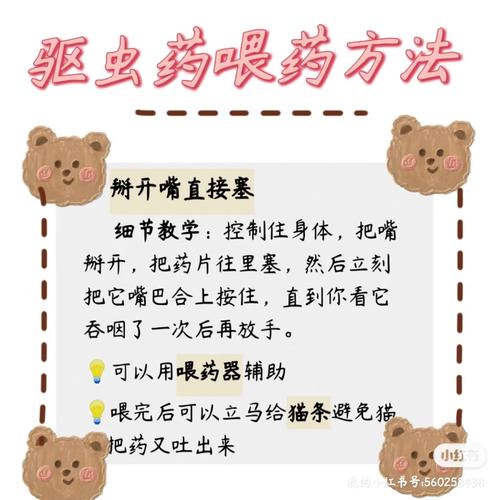 猫咪驱虫后为何不吃东西？