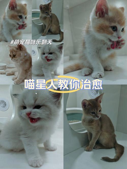 探索纯种猫咪的魅力世界