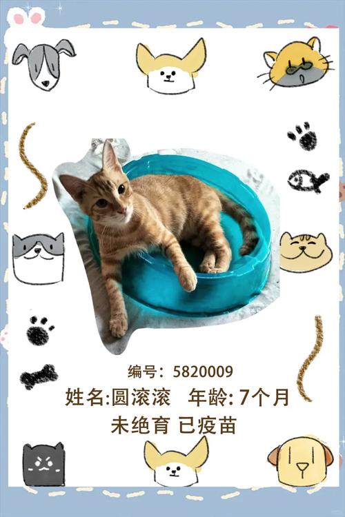 温暖之心，在无锡流浪猫咪领养中心，与生命共舞