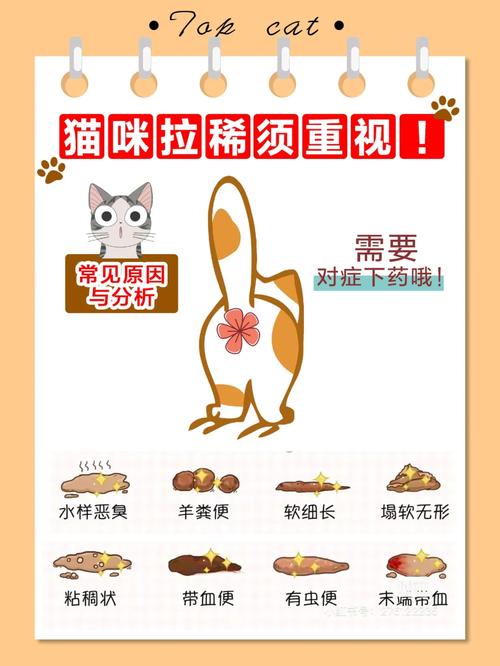 猫咪拉稀并非必死之症，如何应对与治疗