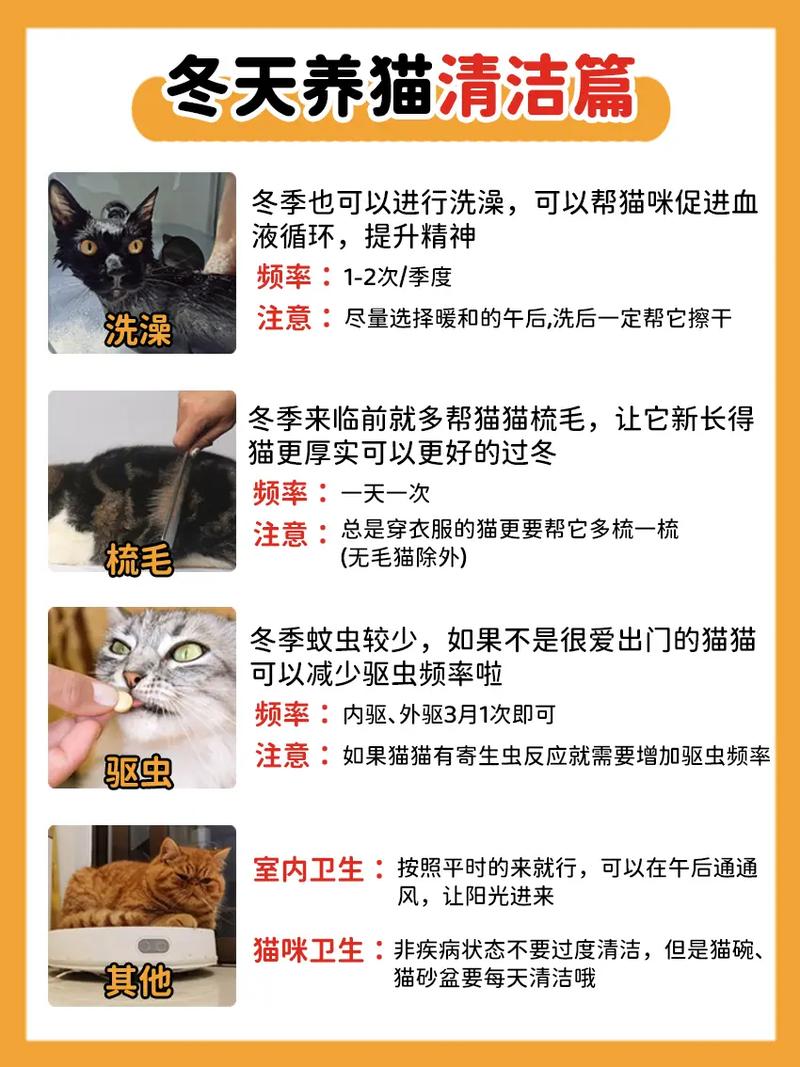 猫咪全身发冷，如何应对