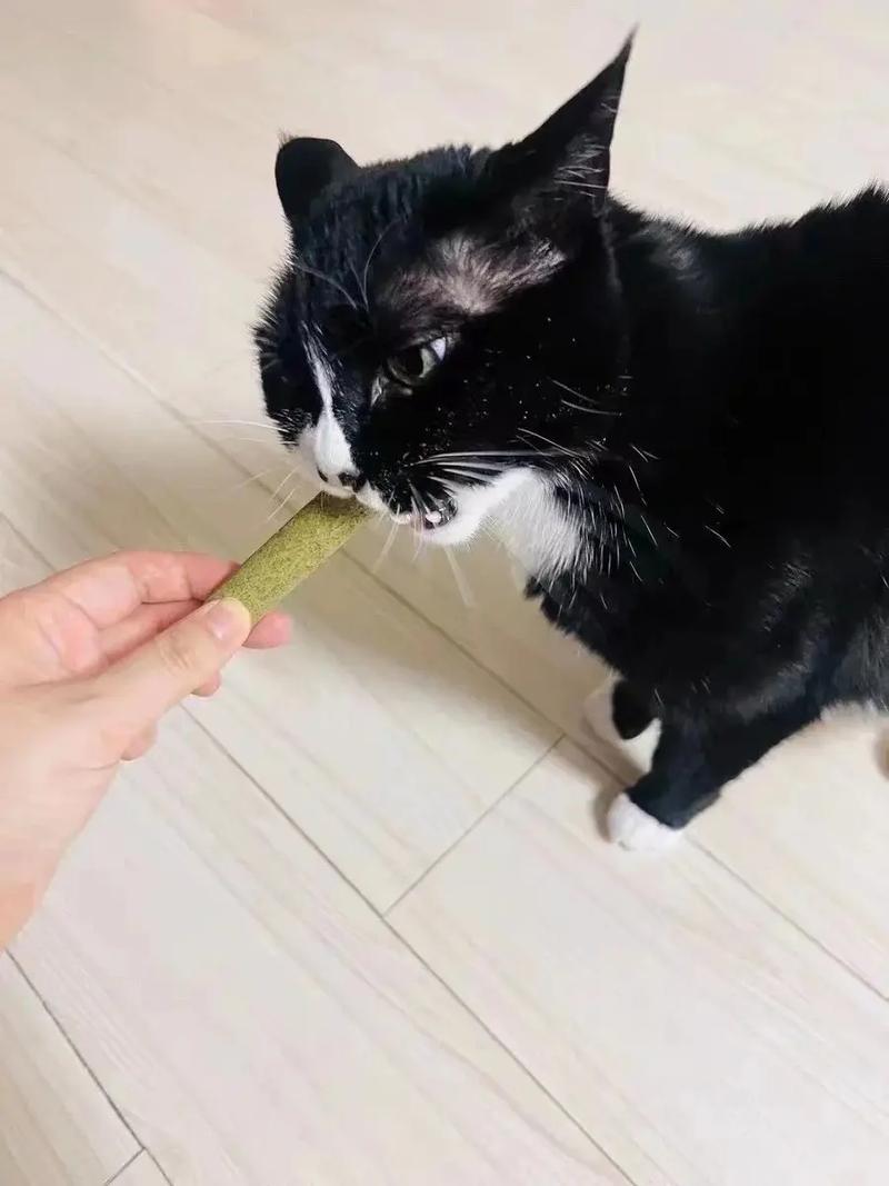 猫咪磨牙棒，可吃可不吃的秘密