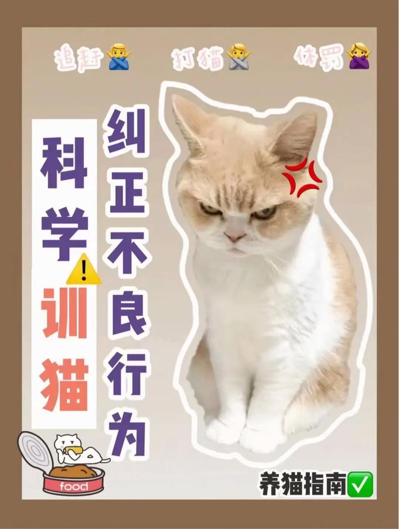 科学喂养猫咪，打造健康快乐小可爱