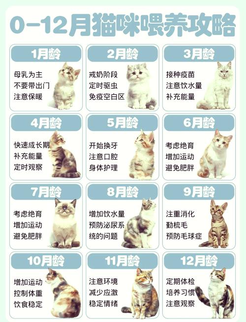 猫咪的饮食秘籍，喂养小猫大法