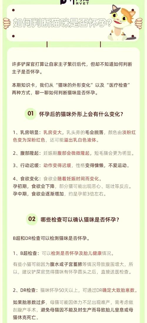 如何准确识别猫咪的假孕现象