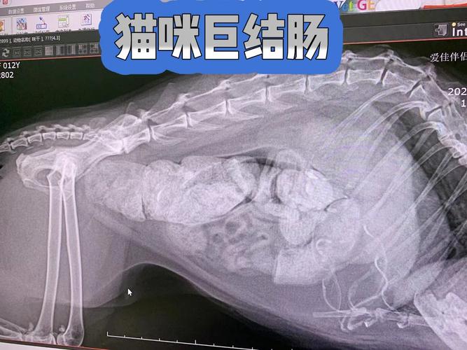 猫咪绝育后多久开始正常排便？