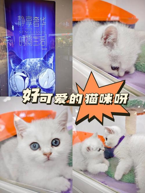 猫咪的性趣问题，了解与应对