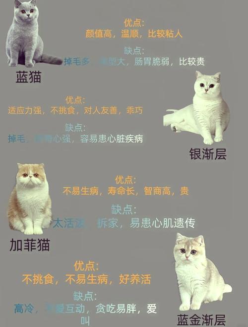 猫咪饲养与生活的全面指南