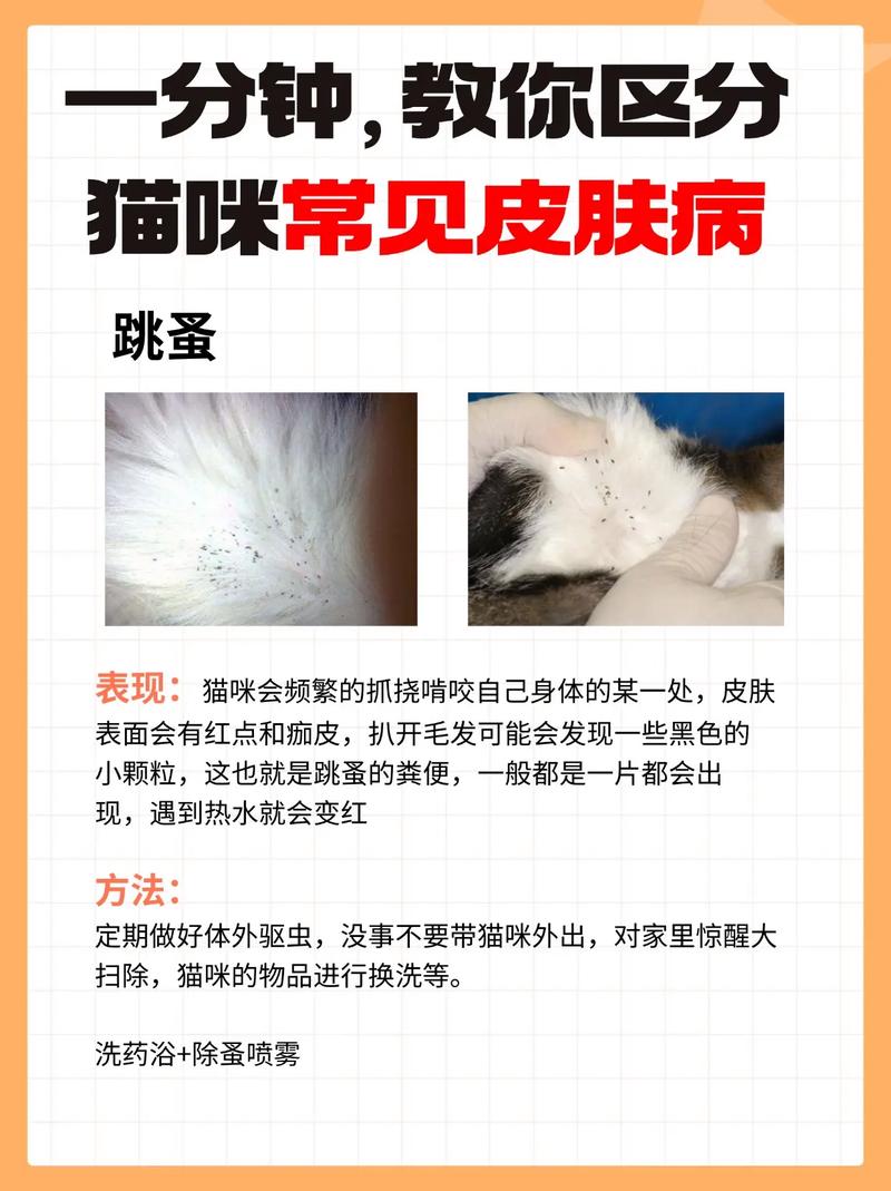 猫咪尾巴皮肤病，常见原因与护理指南