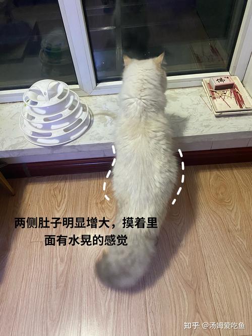 揭秘猫咪常见肠胃病——从初期症状看传腹