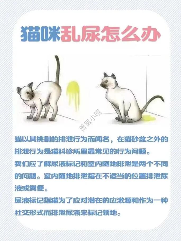 猫咪排泄异味的那些常见征兆