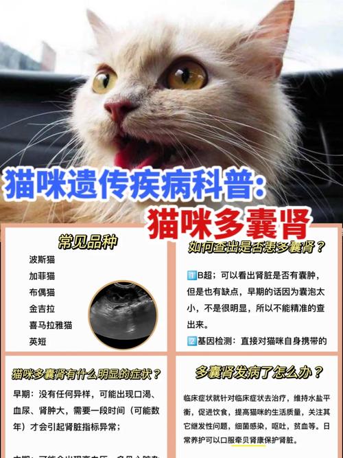 揭秘猫咪的神秘疾病——先天性多囊肾