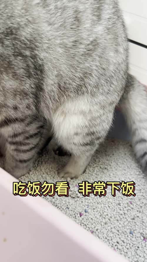 猫咪的秘密，不自觉拉屎的那些事儿