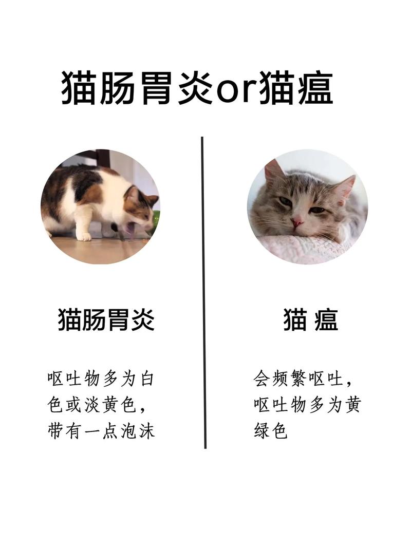 猫咪猫瘟的警示，认识呕吐白沫背后的真相