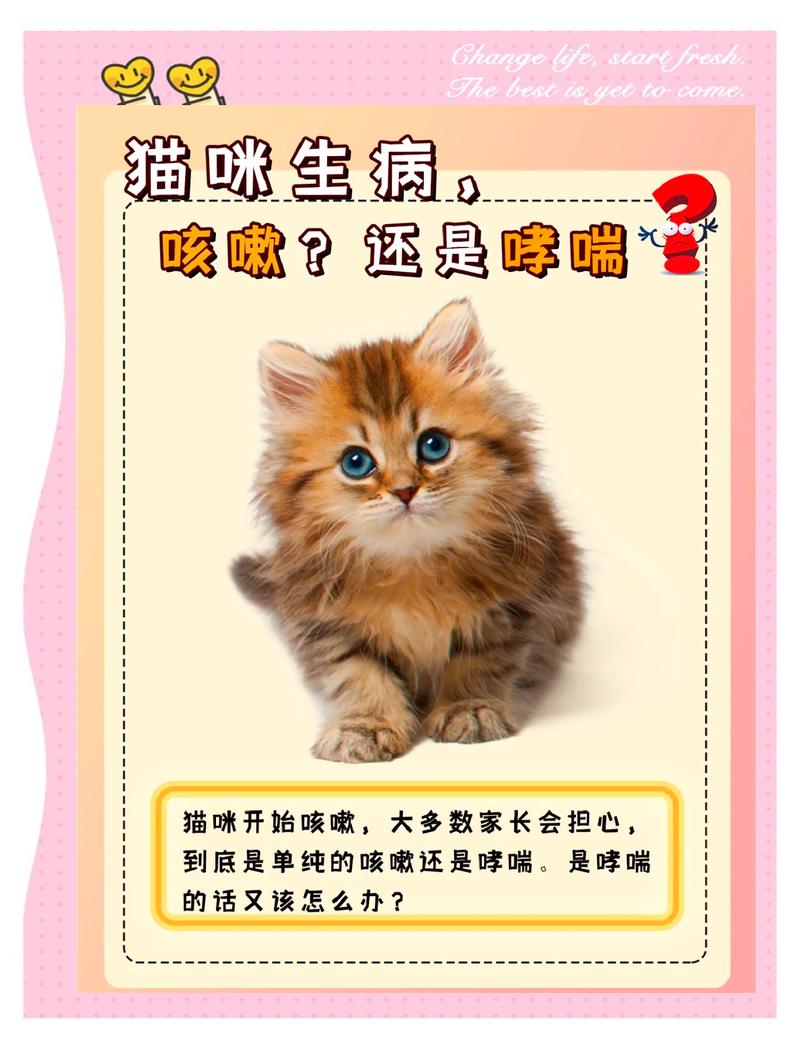 小猫咪的咳嗽与守护