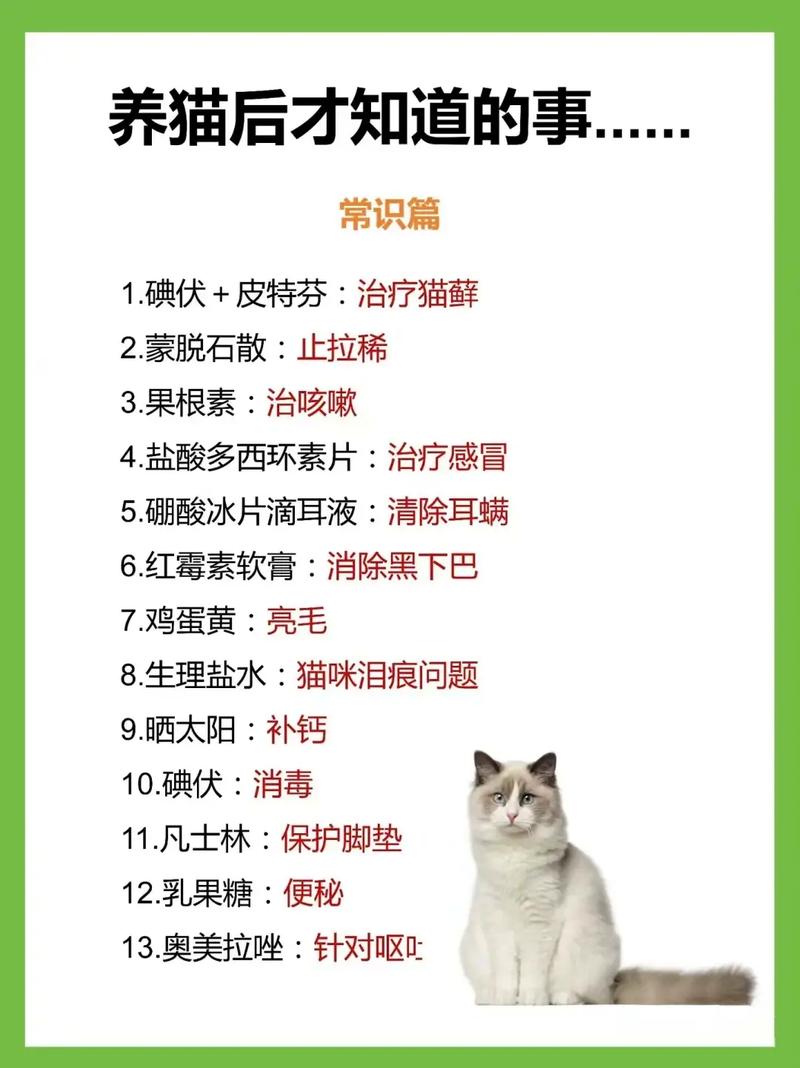 猫咪低烧应如何应对？