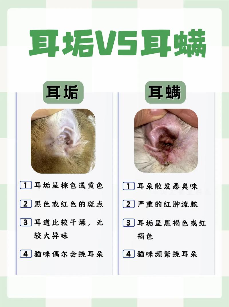 猫咪耳螨的早期迹象与预防措施