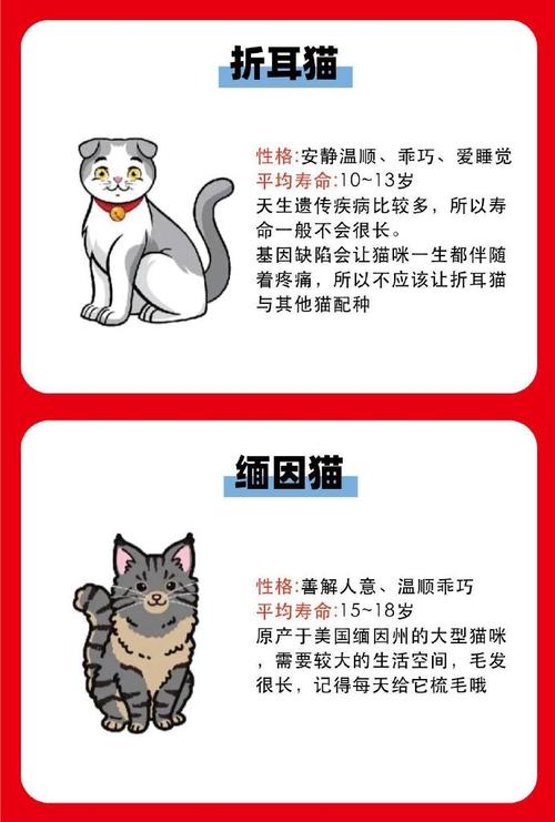 揭秘寿命最长的猫咪品种