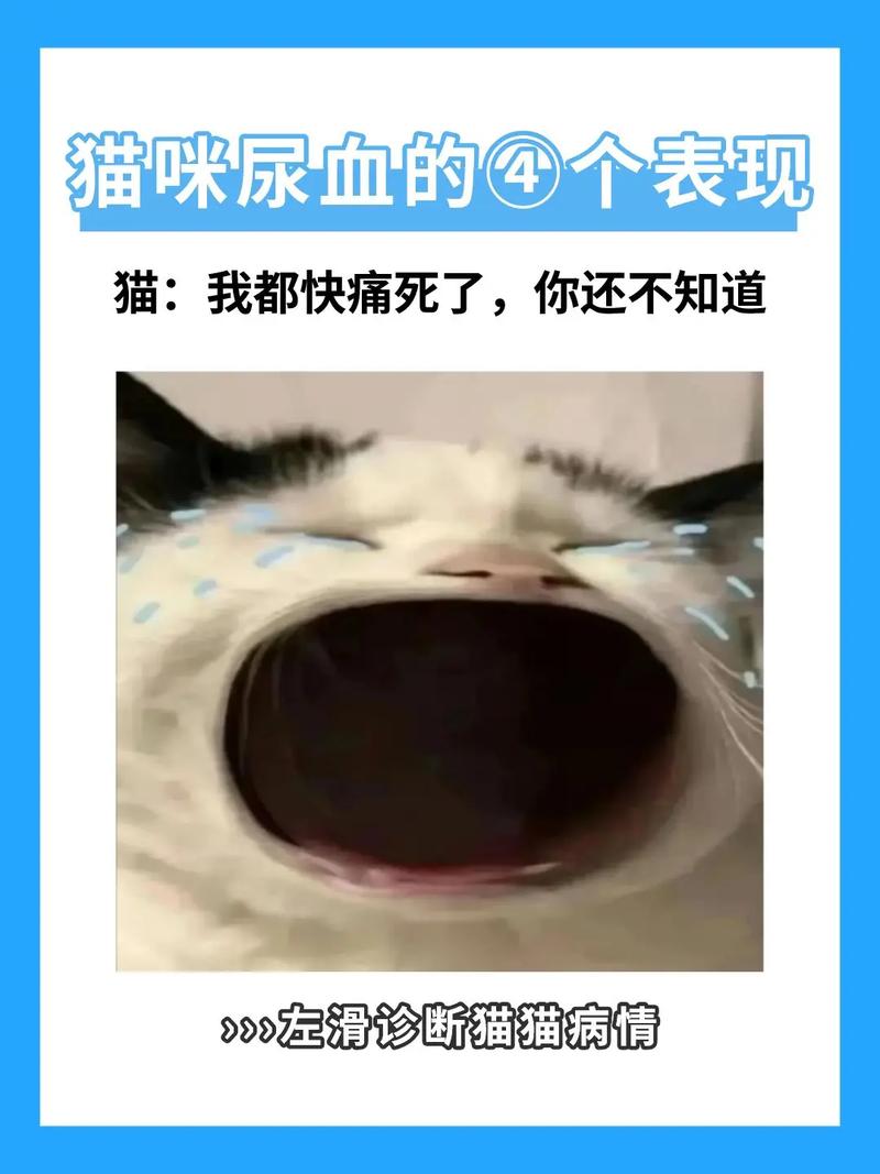 猫咪尿血，警惕可能的健康危机