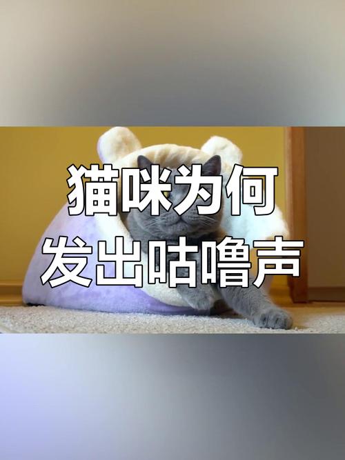 猫咪喉咙咕噜声的秘密