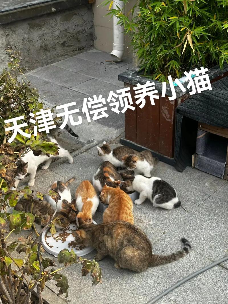 在天津领养猫咪的五大理想地点