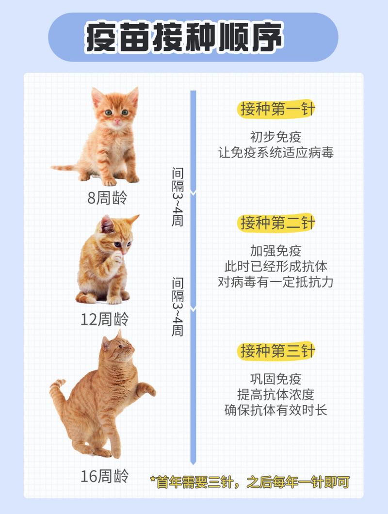 猫咪疫苗选择指南，热门品牌推荐与注意事项