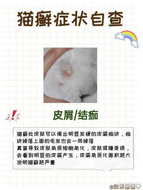 猫咪猫藓，一种你可能忽视的潜在健康威胁