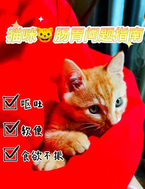 猫咪益生菌的购买指南，让你的毛孩子肠道更健康