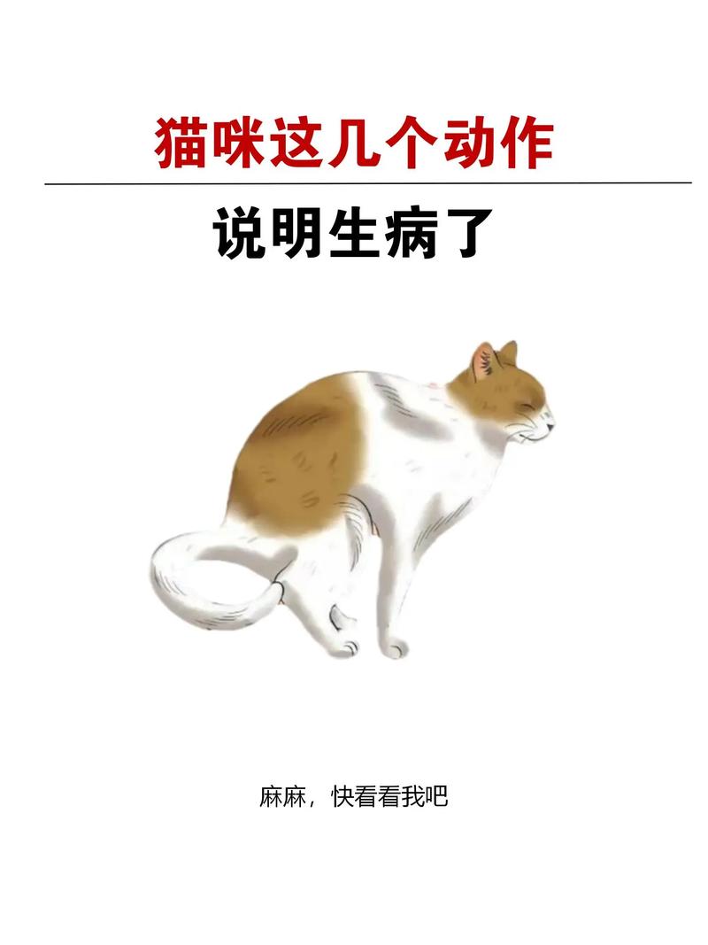 猫咪的健康警报，咳嗽与不食是疾病的信号