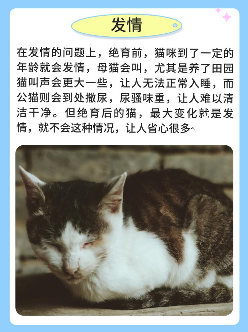 猫咪绝育后饮水问题需重视