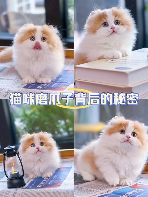 猫咪为何对我如此痴迷？揭秘它们看我洗澡的秘密