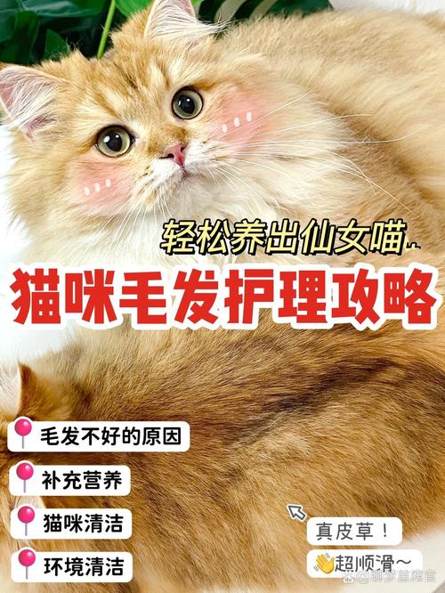 猫咪吃什么让毛发长得又快又好？