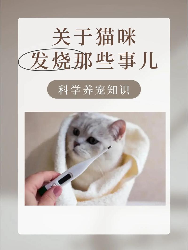 猫咪发烧吃什么药？权威解答