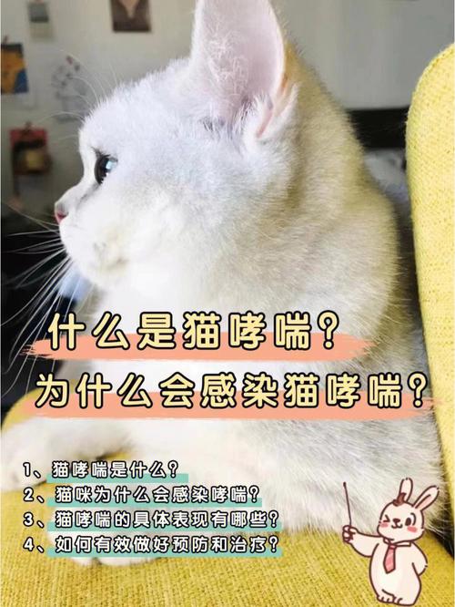 猫咪哮喘，常见症状与应对策略