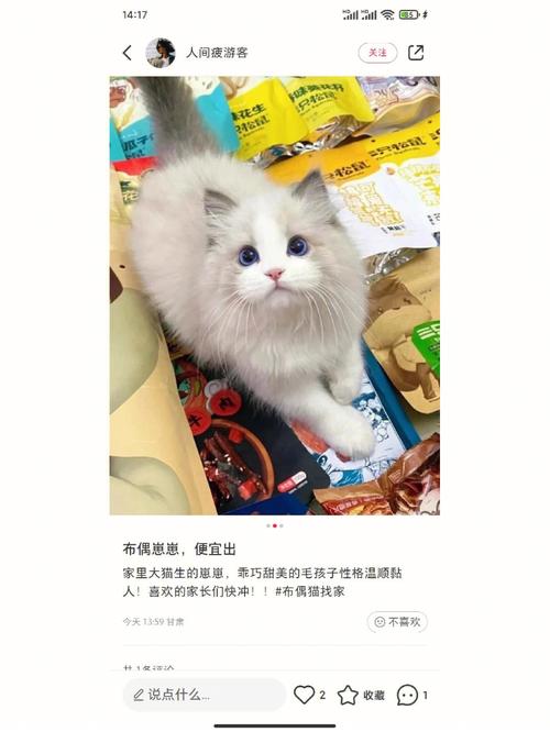 猫咪喝牛奶？别上当了