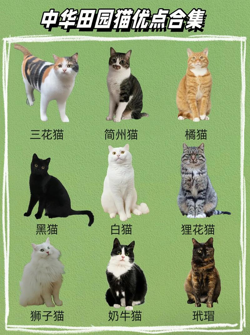 猫为何有如此雅称——猫咪的别名与背后的文化故事