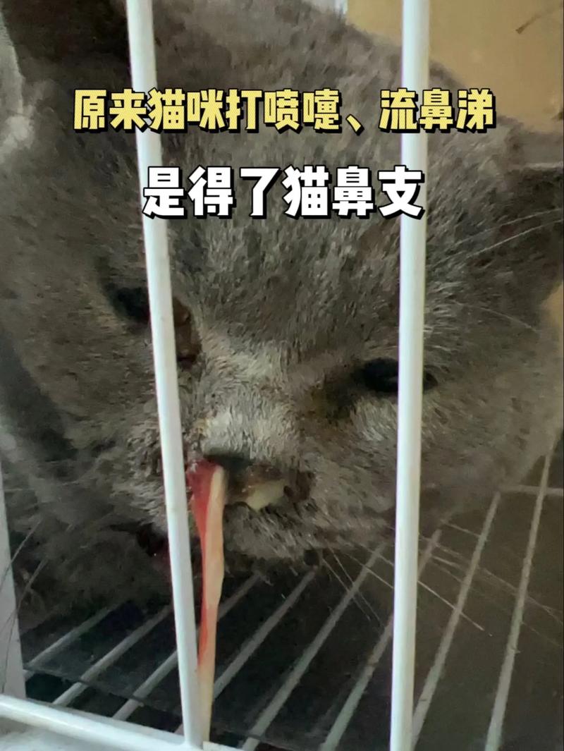 猫咪眼睛流泪与打喷嚏，可能是这些常见症状的提示