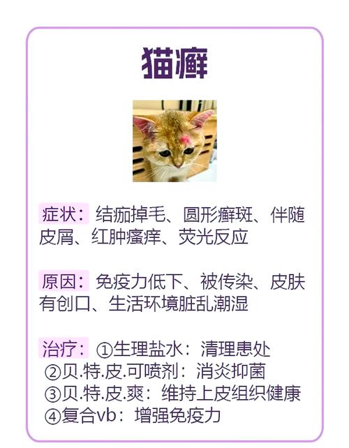 揭秘猫咪细菌性皮炎，症状、原因及护理指南