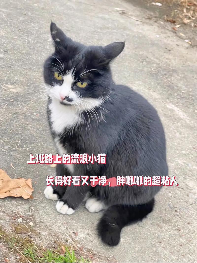 温柔与希望，大连市民收养流浪猫的故事