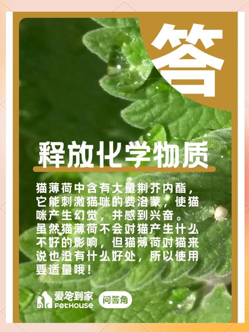 猫咪真的爱猫薄荷吗？探索它们的神秘喜好