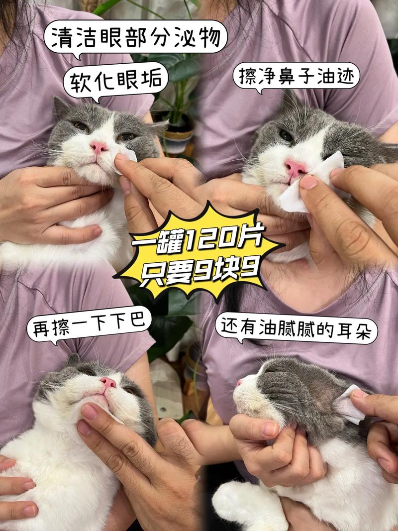 猫咪眼睛清洁小贴士，轻松去除眼屎妙招