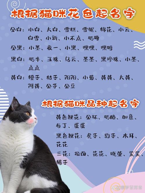 探索神秘世界，给女猫咪的梦幻名字大全