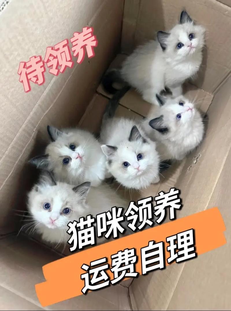 温柔小宝贝，寻找温暖家——上海小猫咪的领养之旅