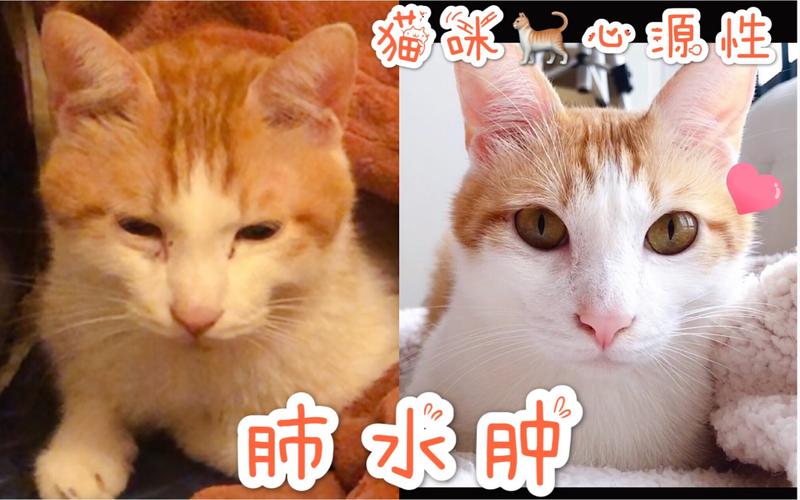 猫咪甲沟炎的康复之路，一周到一个月不等