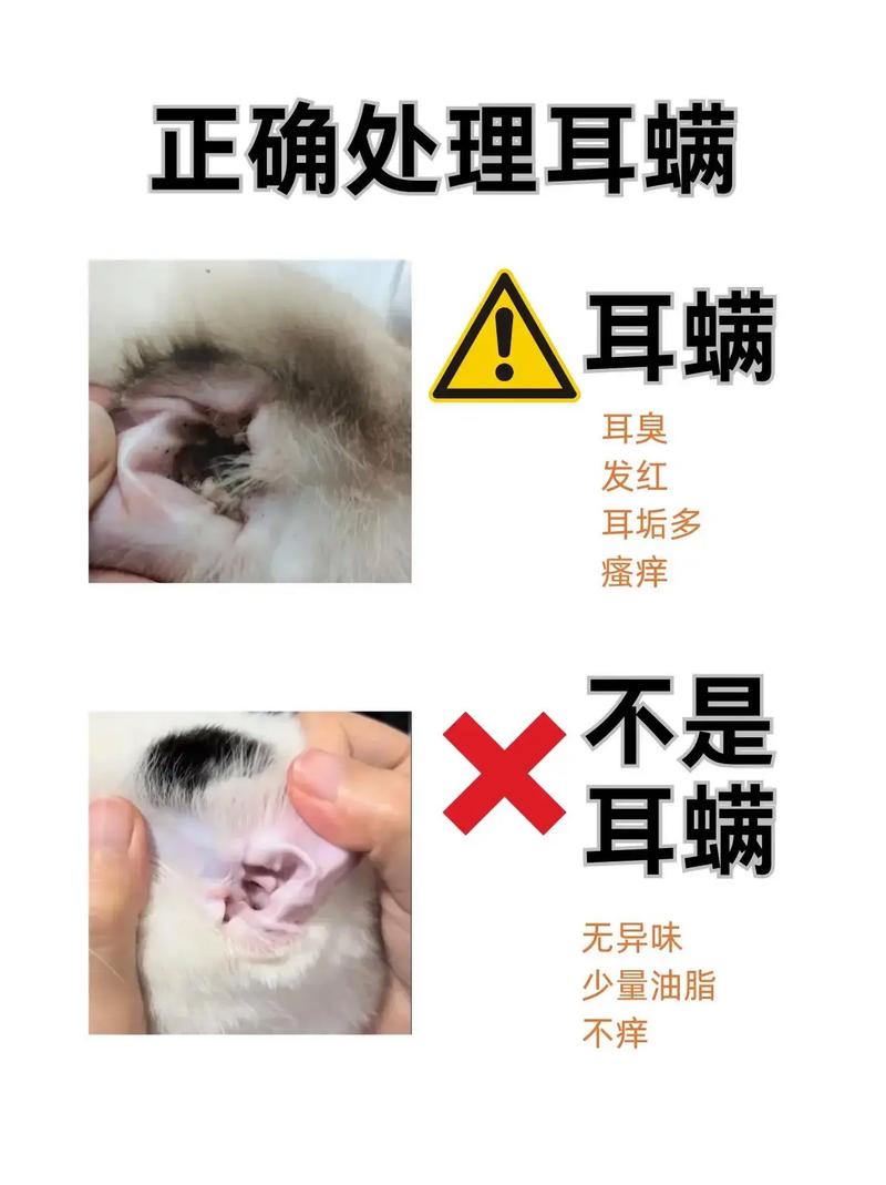 严重了吗？猫咪耳螨问题需警惕