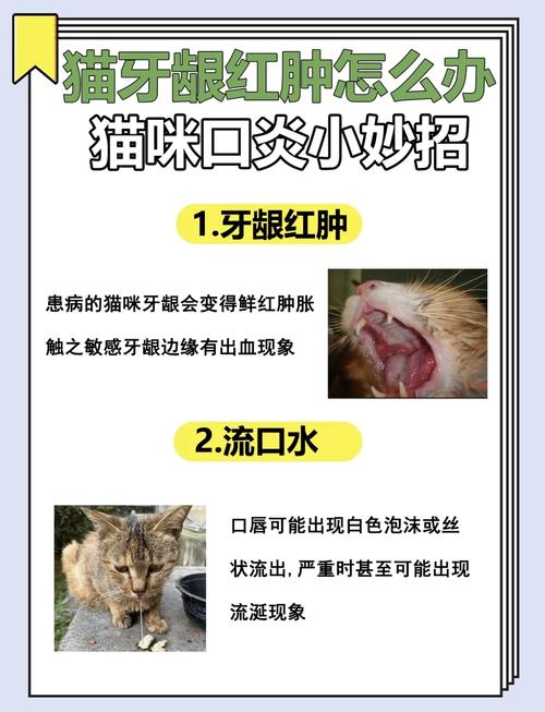 猫咪牙龈红肿的常见原因及解决之道