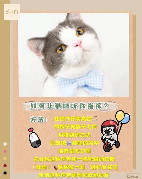 猫咪训练大小便，从入门到精通